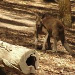 Newcastle - Blackbutt Reserve 